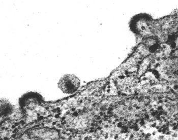 antiretroviral.com