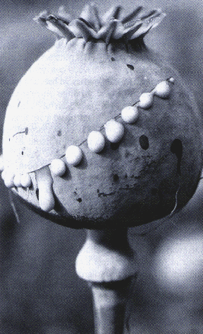 The Opium Poppy