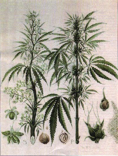 hemp plant
