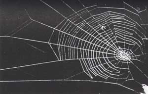 hashish spider's web