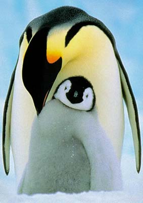 cool birds: hot chicks