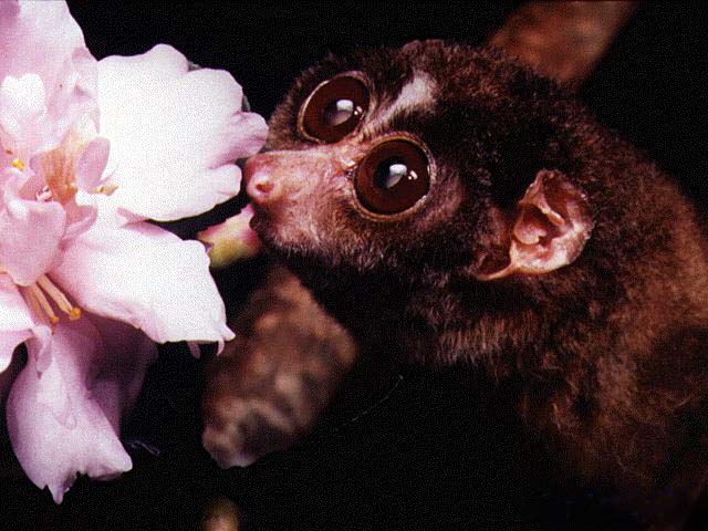 photograph of slender loris