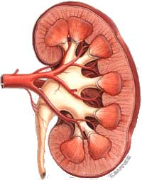 renalase.com