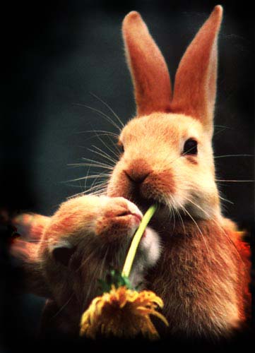 rabbits nibbling
