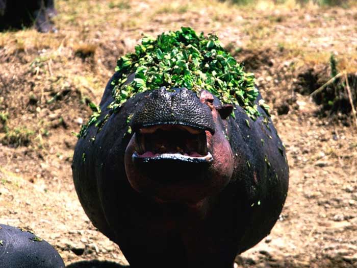 photograph of  a hippopotamus