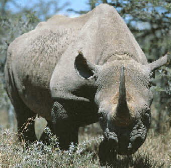 rhinoceros picture