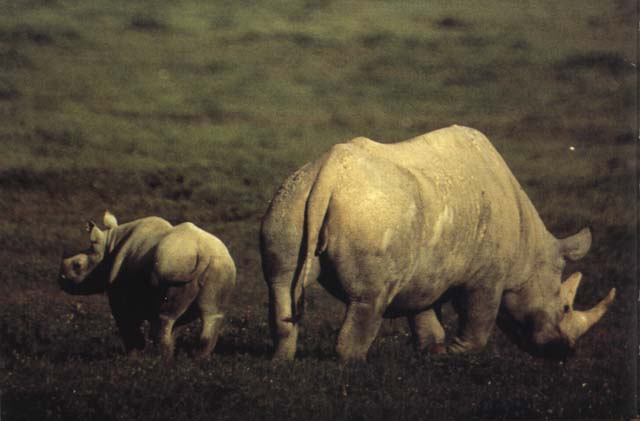 white rhino and baby