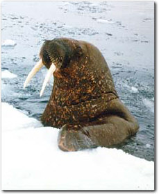 photograph of a walrus