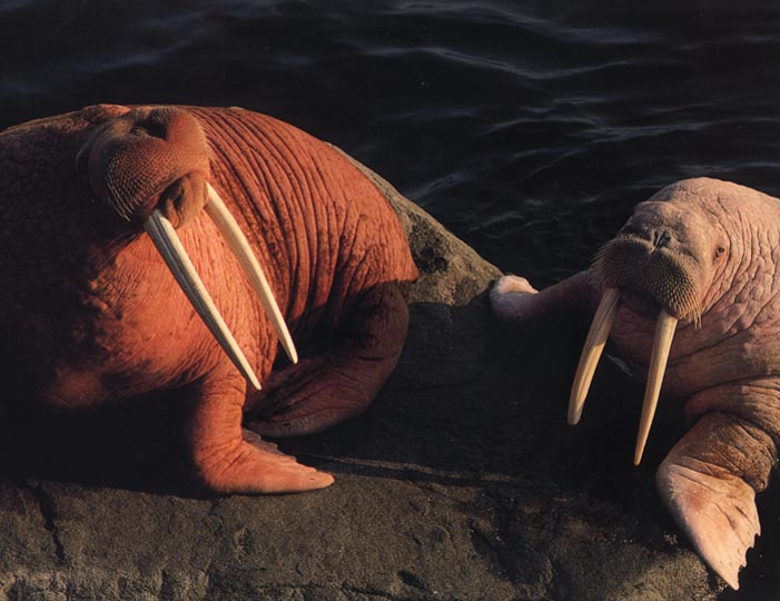 photograph of a walrus