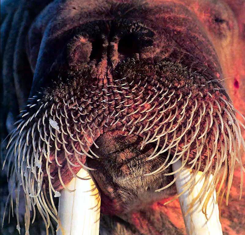photograph of a walrus