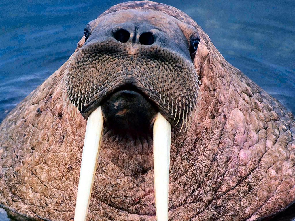 photograph of a walrus