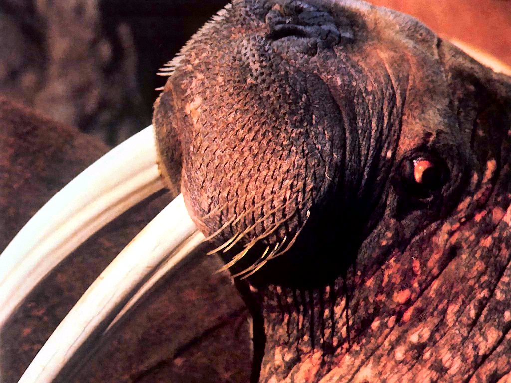 photograph of a walrus