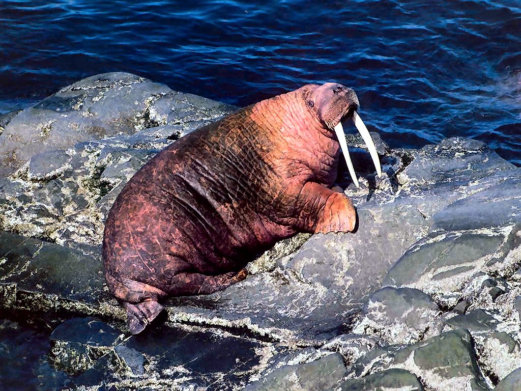 photograph of a walrus