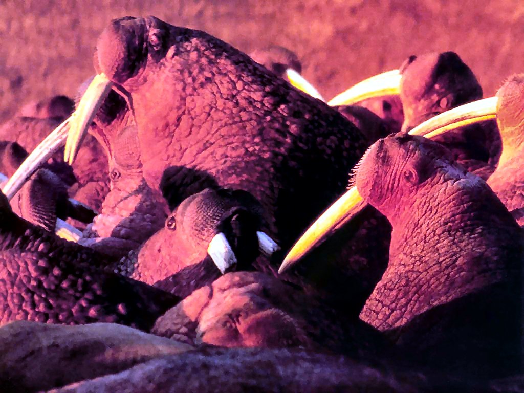 photograph of walruses