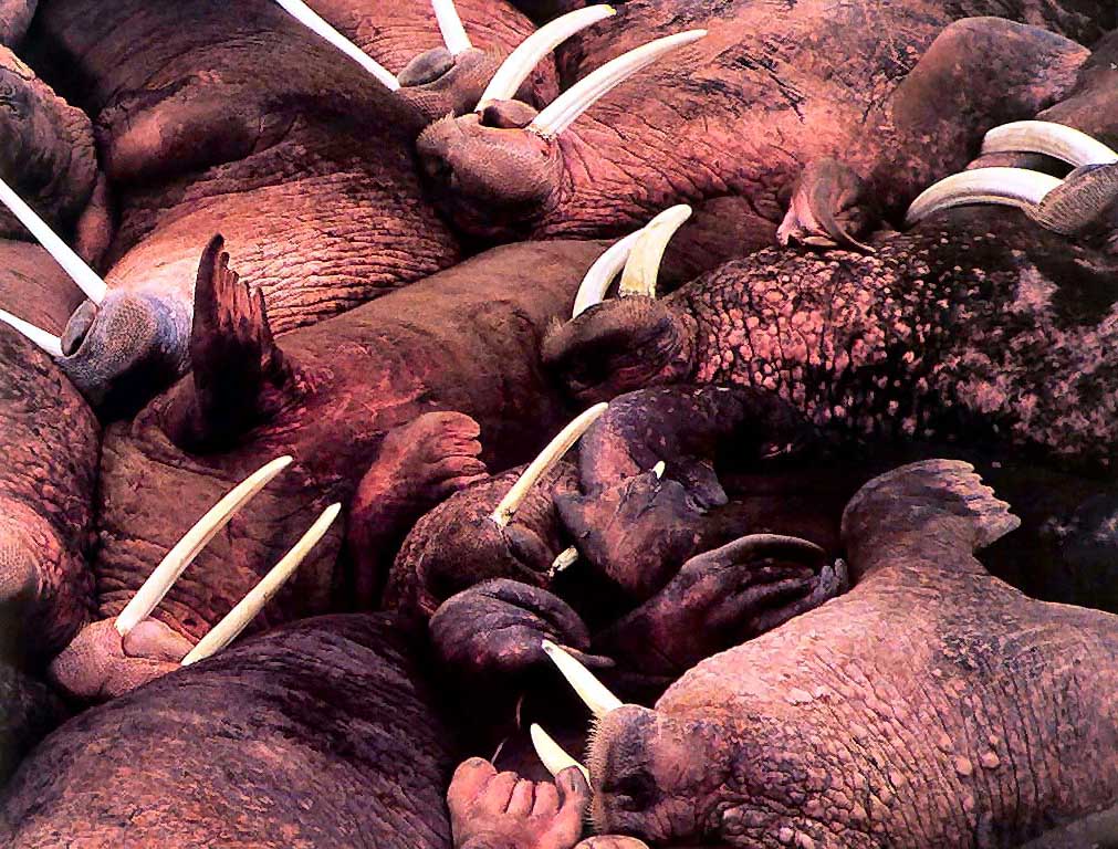 photograph of walruses