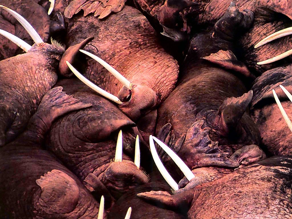 photograph of walruses