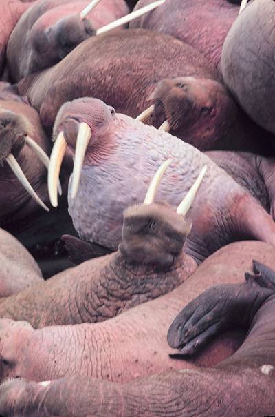 photograph of walruses