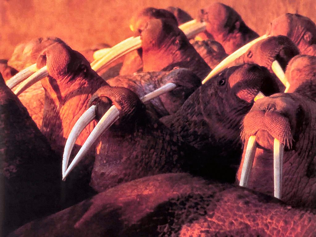 photograph of walrus
