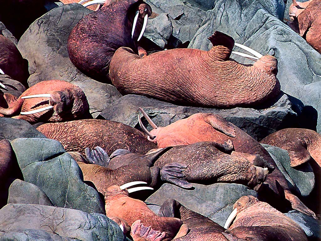 photograph of walruses