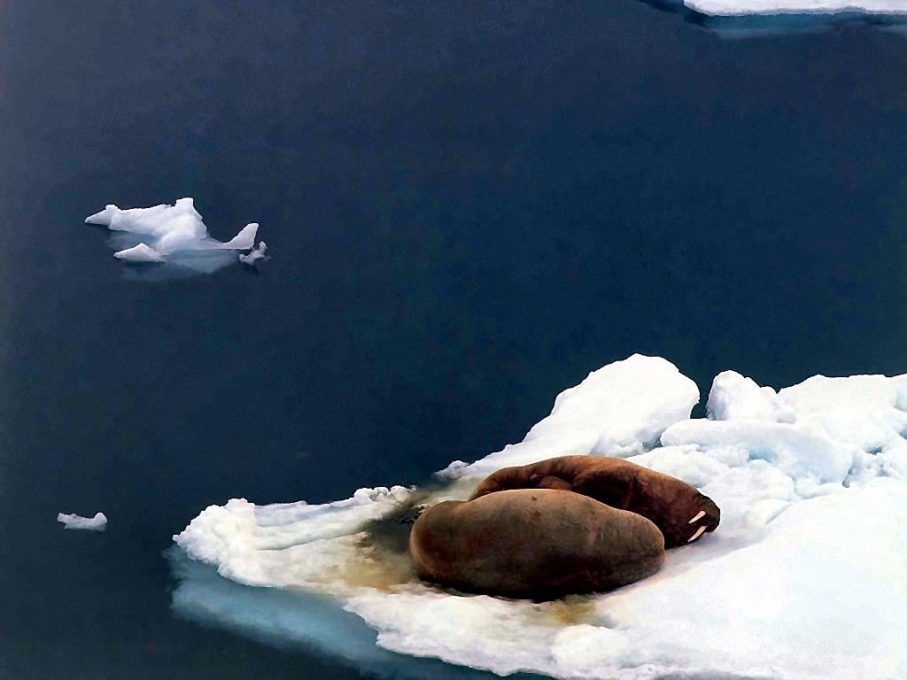 photograph of a pair of walruses
