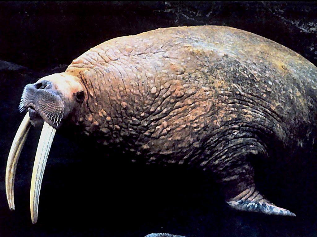 photograph of a walrus