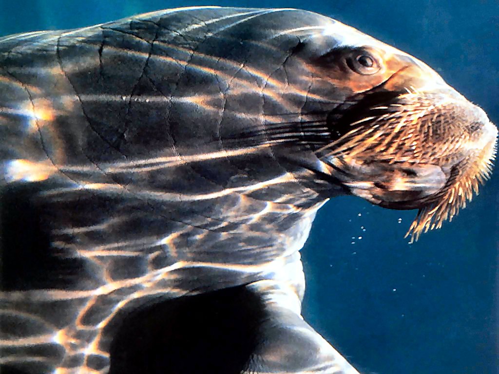 photograph of a walrus