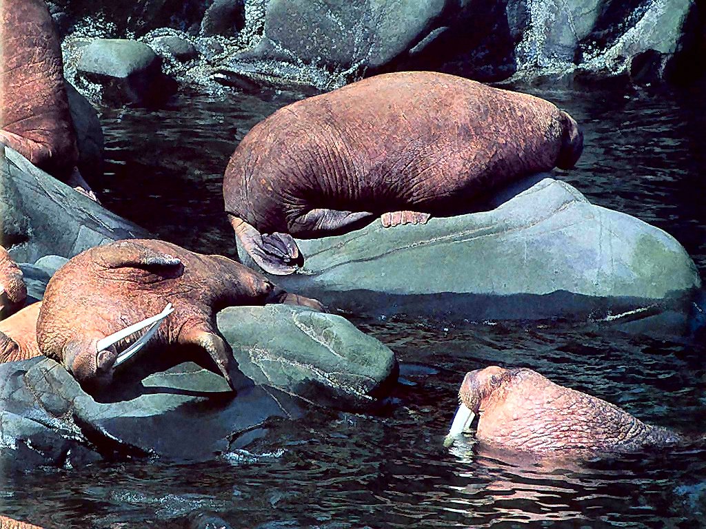 photograph of walruses