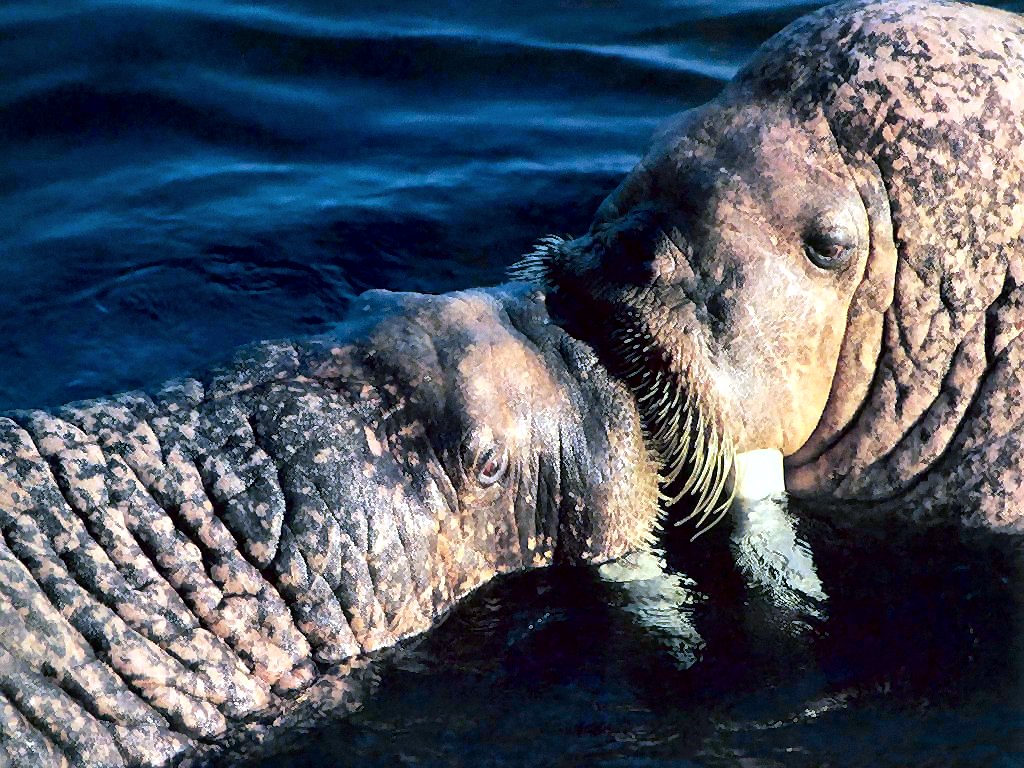 photograph of a walrus